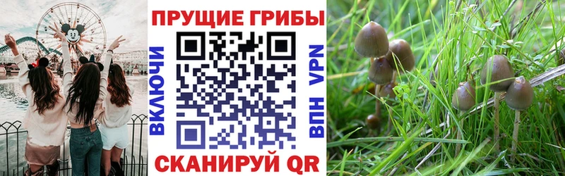 Псилоцибиновые грибы Magic Shrooms  Купить закладки  Заозёрск 